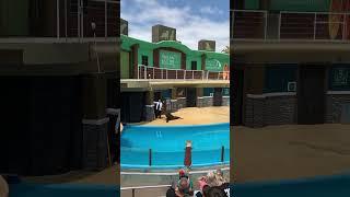 A performing sealion #shorts #seaworld  #sandiego  #animals #animallover