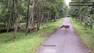 Kabini - Two tigers fight for territory