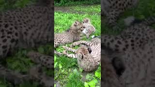 Social Media Stars - Cincinnati Zoo #shorts