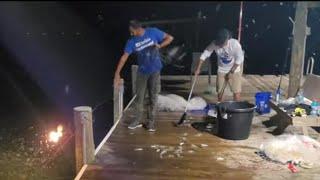 Catching Jumbo Shrimps At Lake George Fl