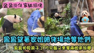 3月12日 奶媽抱家姐下樹，盈盈坐在隔壁場地望著兩姐弟的場地，等著回家親親兩姐弟#大熊貓盈盈 #大熊貓家姐細佬 #panda #판다 #cutepanda #香港大熊貓 cr:香港海洋公園