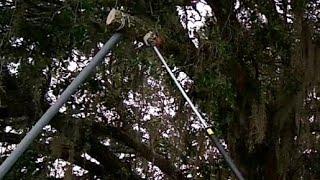 Cut Tree Branches Over House Without Hitting the Roof