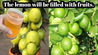 This homemade fertilizer will make the lemons bloom.||Gardening Care