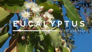 Eucalyptus - The Oil of Life's Breadth