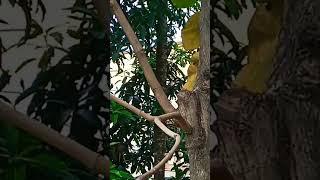 satisfying video of a woodpecker pecking wood️️️