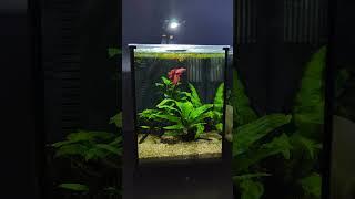 Beautiful Fluval Betta Kit Aquarium! #shorts