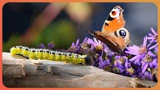 From Caterpillar To Butterfly: The Miracle Of Life