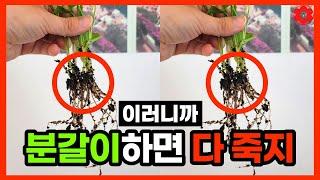 [핵심] 생각없이 분갈이 하면 절대 안되는 이유│식물 키우면 무조건 보세요│틀림없는 진짜 분갈이 방법 (뻔한 내용 아님)