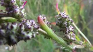 Grassleaf orache (Atriplex littoralis) - 2016-08-28