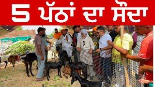 5 ਪੱਠਾਂ ਦਾ ਸੌਦਾ | Tungwali #bakramandi #farming #goats