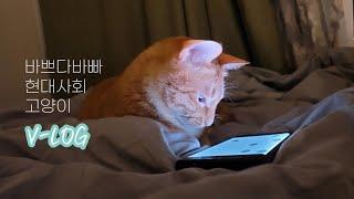 어서와 고양이 VLOG는 처음이지(바쁘다바빠 현대사회, 모해의 하루)