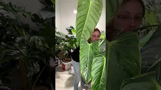 Philodendron Esmeraldense: Ein neues Blatt erstrahlt!