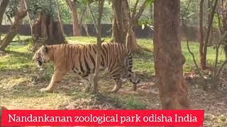 Bhubaneswar Zoo Videos Nandankanan zoological park India #travel #tourism #nature