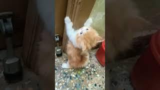 mommy please open the door#shorts #trending#music #cat #kitten #love #like #subscribe #persiancat