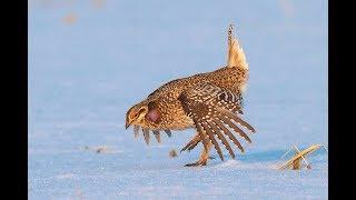 Clinton's Critters: Sharp tailed Grouse in Sax-Zim Bog