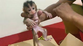 NEWBORN BABY MONKEY