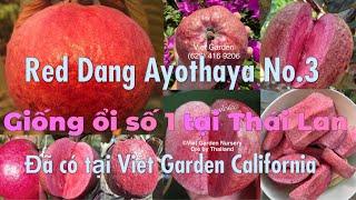 Vlog#100:Ngạc nhiên, mê mẩn giống ổi ngon nhất thế giới hiện nay-Niềm tự hào of nông nghiệp Thailand