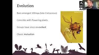 Bee identification with the North Somerset Rewilding Champions