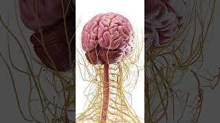  The Brain in Detail: Exploded View Anatomy   #anatomy