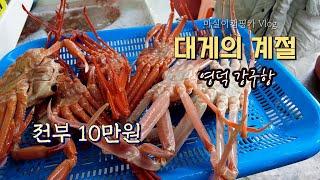 경북 영덕 강구항 대게거리. 대게가 왜이렇게 맛있는거죠? 가성비 좋은 살 꽉찬 대게가 왔어요 / 캠핑카여행