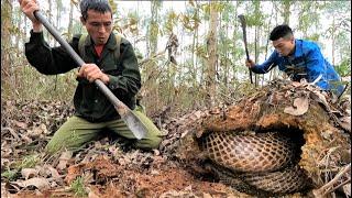 Two hunters were frightened when they saw the giant king cobra hiding behind the soil in the forest.