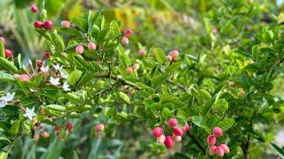 My Carissa Carrandas Tree Having First Fruits