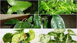 Best Types of Syngonium | Rare Syngonium Varieties