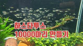 하스타투스 번식해서 군영 10000마리 만들기