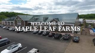 MAPLE LEAF FARMS - INSANE!!