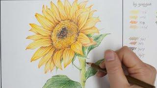 [해바라기_보태니컬아트]색연필화/ 꽃그리기/ 그림 그리는 과정/ sunflower botanicalart/ 그림영상 @by.gonggam