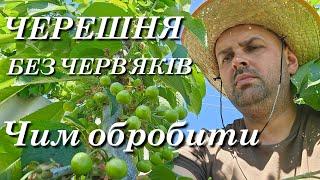 НЕ ПРОПУСТІТЬ ЦЮ ОБРОБКУ.СХЕМА ЗАХИСТУ ЧЕРЕШНІ І ВИШНІ.