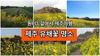 원PD 걸어서 제주여행 - #제주유채꽃명소