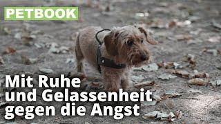 Hunden Ängste abtrainieren | Dogschool | PETBOOK