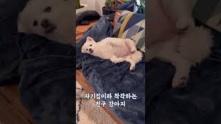 지 집이라 착각하는 친구 강아지 #shorts #귀여운댕댕이