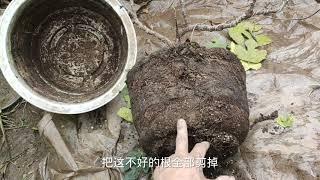 无花果盆栽修剪换盆有“要点”，只需这样做来年果大，树壮还丰产