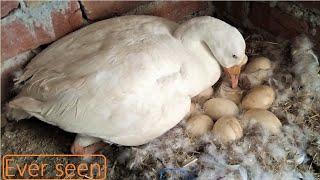 White BIG Duck Harvesting Eggs TO duck babies | Duck Hatching her eggs | DUCKLING HATCHING