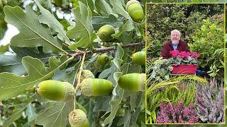 CHÊNES, ARBRES MAJESTUEUX, VÉNÉRABLES, DÉCORATIFS POUR TOUS LES CLIMATS Le Quotidien du Jardin N°419