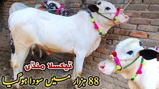 Today Taxila Mandi Latest Update 19 January 2024 | Naseeb Ka Soda 88K Ma