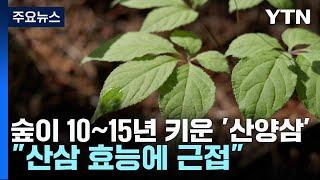 숲이 10~15년 키운 '산양삼'..."산삼 효능에 근접" / YTN