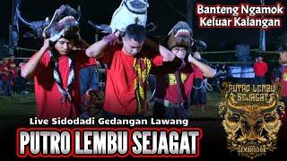 Kalapan Mberot!? Banteng PUTRO LEMBU SEJAGAT Live Gedangan Sidodadi Lawang