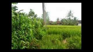 Land for sale in Canggu by the roadside Babakan    LCG086