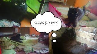 Shabo diaries || Shabo ka badla || Haleema Sadia Vlogs