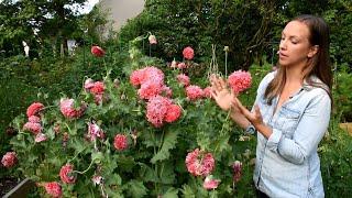 How to Sow Breadseed Poppies, Why to Grow Poppies for Cut Flowers + Favorite Poppy Varieties