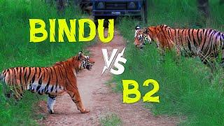 2 Tigress Fighting for Territory - Pench Tiger Reserve - 4K Video Hindi | हिन्दी