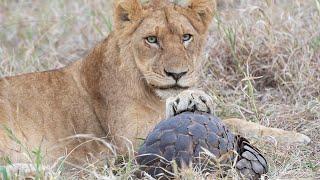 A PANGOLIN vs 18 LIONS 