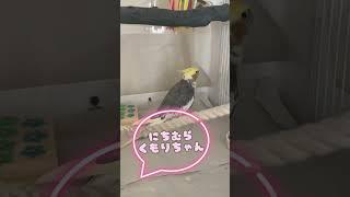 く〜たんのおちゃべりでち　　                                            #インコ　 #オカメインコ     #cockatiels