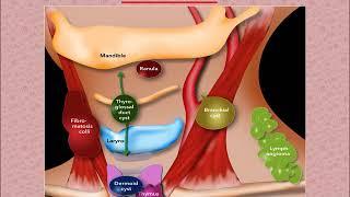 Dr. Mohamed Shehata, Neck swelling lecture for under graduate, Tanta university, Egypt