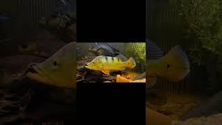 Peacock Bass Yawn #shorts #monsterfish #peacockbass