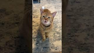 I Go Meow! Cala Biggest Hits Compilation | Most Popular Videos