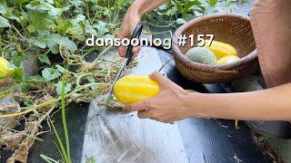 vlog) Gardening is difficult and harvesting is even more difficult.